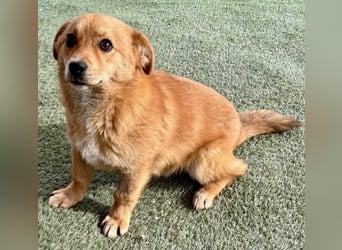 Junghund Milo sucht seine Menschen