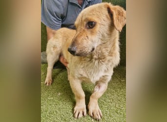 Chaplin – kleiner Hundemann sucht sein großes Glück