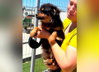 Kleiner Tyago sucht sein großes Glück