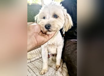 Snoopy – kleiner Gute-Laune-Hund sucht sein Glück