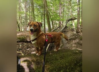 Kuschelmaus Tapsy sucht ihr Glück