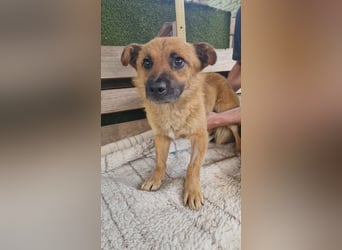 Kleiner Thor sucht sein großes Glück