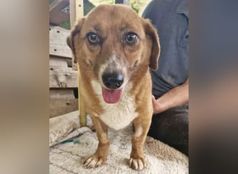 Tapsy, kleines Herz sucht Geborgenheit