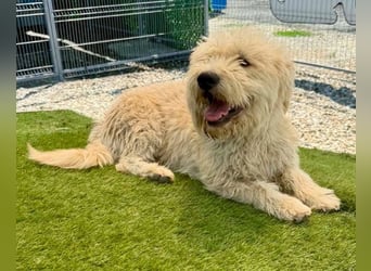 Cooper, plötzlich ist sein Zuhause weg...