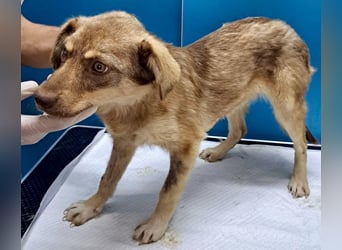 Sanfte Bambi sucht Menschen, die ihre Seele heilen