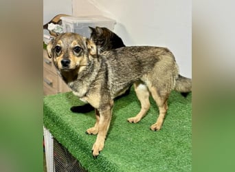 Zartes Hundemädchen Netty