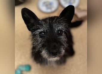 Fröhliche Terrier-Mix-Hündin Finja sucht liebevolles Zuhause