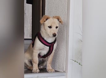 Supersüße kleine Bella sucht ihr Für-immer-Zuhause