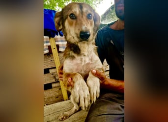 Leroy, ein sanfter kleiner Schatz sucht sein großes Glück.