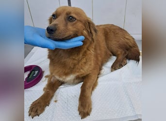 Katzenverträgliche , kleine Zoe