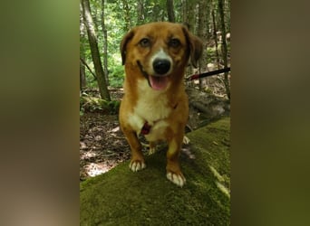 Kuschelmaus Tapsy sucht ihr Glück