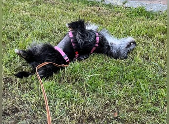 Fröhliche Terrier-Mix-Hündin Finja sucht liebevolles Zuhause