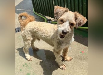 Carino – kleiner Herzenshund sucht seine Menschen