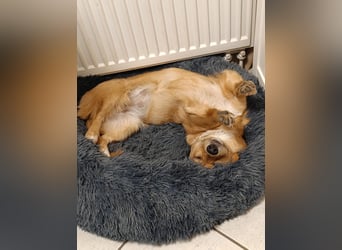 Fibi - kleiner Wirbelwind mit großem Kuschelherz sucht ihr Zuhause