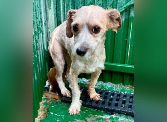 Carino – kleiner Herzenshund sucht seine Menschen