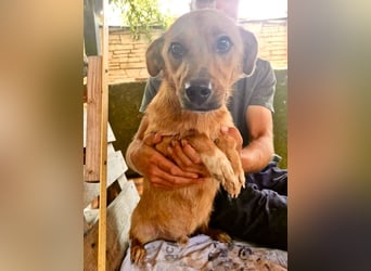 Perry, kleiner Schatz sucht wieder ein Zuhause