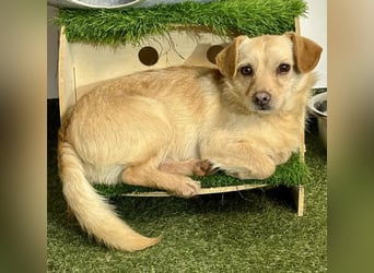 Kleines, zartes Männlein Justus