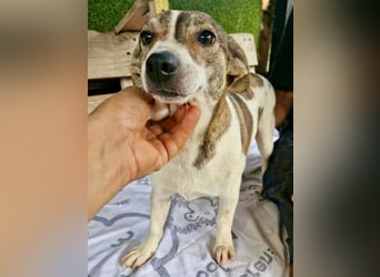 Lara, kleine Maus sucht wieder Liebe