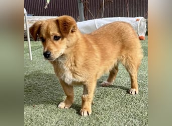 Junghund Milo sucht seine Menschen