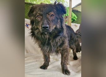 Eddie – kleine verletzte Seele sucht Menschen mit Herz und Geduld