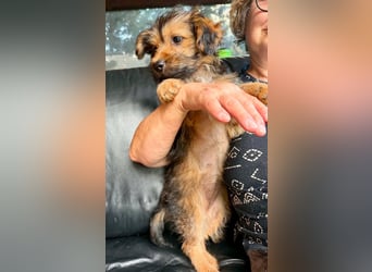 Zuckersüßes Welpenmädchen Elsie - geboren, um zu leben.