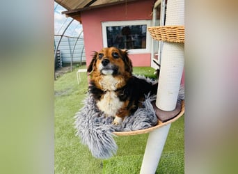 Mini Knutschkugel Kessie