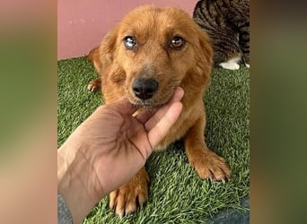 Katzenverträgliche , kleine Zoe