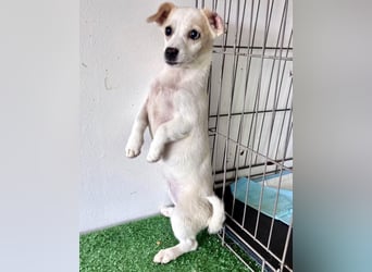 Susi – kleines Welpenmädchen sucht ihr Happy End