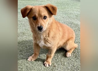 Junghund Milo sucht seine Menschen