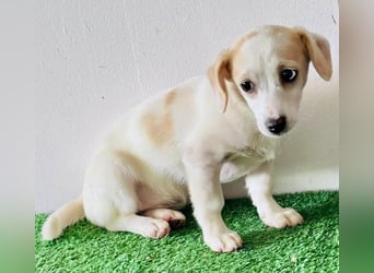 Susi – kleines Welpenmädchen sucht ihr Happy End