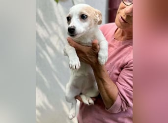 Susi – kleines Welpenmädchen sucht ihr Happy End