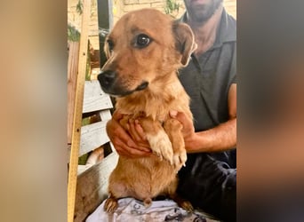 Perry, kleiner Schatz sucht wieder ein Zuhause