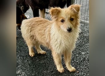 Lani – kleines Hundekind auf der Suche nach Geborgenheit