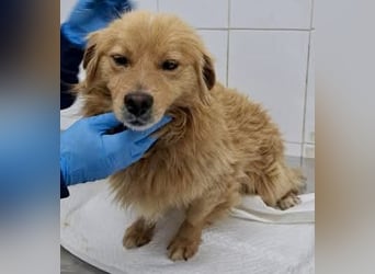 Socke – fröhlicher kleiner Grinsebär sucht sein Glück