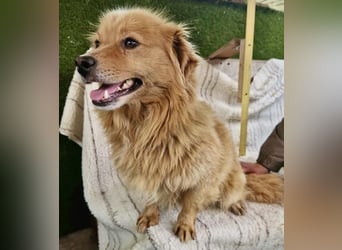 Socke – fröhlicher kleiner Grinsebär sucht sein Glück