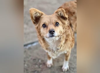 Liebe, kleine Schmusemaus Maya