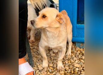 Theo, kleine Knutschkugel sucht seine Familie