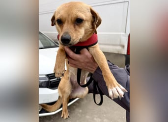 Katzenfreundliches Mini Mäuschen Stella