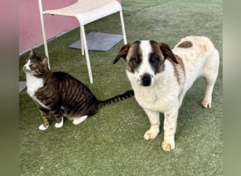 Katzenverträglicher Sonnenschein Mailo