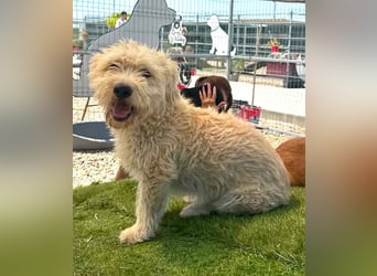 Cooper, plötzlich ist sein Zuhause weg...