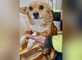 Liebe, kleine Schmusemaus Maya