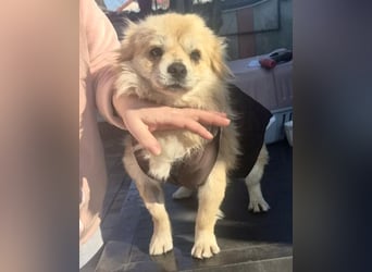 32cm Mini Männlein Janni