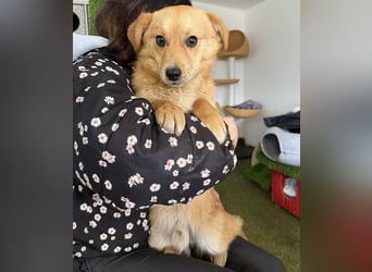 Junghund Milo sucht seine Menschen