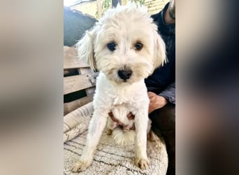 Snoopy – kleiner Gute-Laune-Hund sucht sein Glück