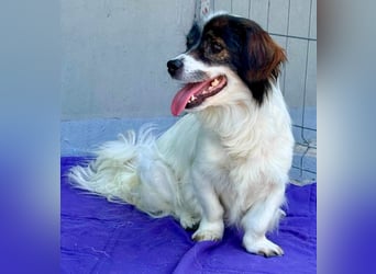 Rocky, kleines Männlein sucht seine Familie