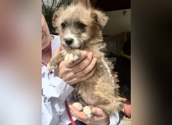 Milly sucht ihr großes Glück