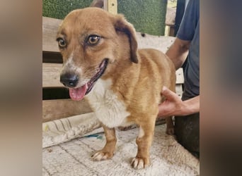 Tapsy, kleines Herz sucht Geborgenheit