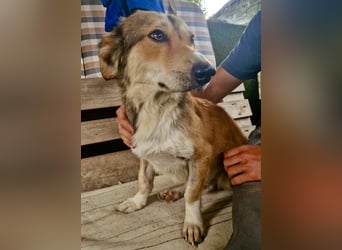 Leroy, ein sanfter kleiner Schatz sucht sein großes Glück.