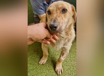 Chaplin – kleiner Hundemann sucht sein großes Glück