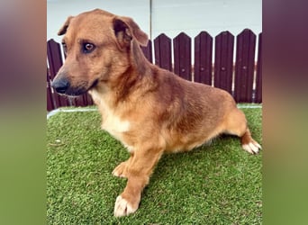 Sanfter Schmuser Wally sucht sein Zuhause